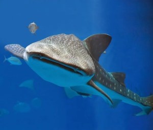 沖縄美ら海水族館のフカ掘りサメ講座